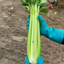 精品西芹