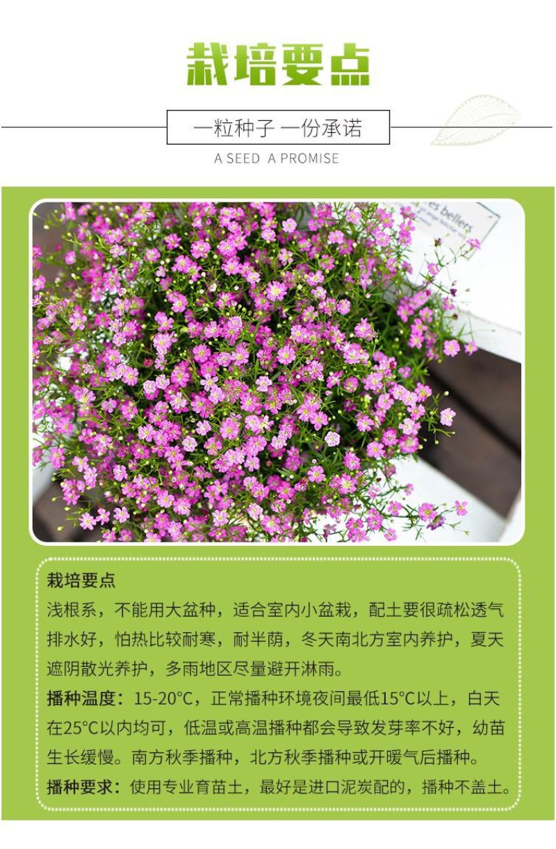 批发一级优质满天星种子园林地被绿化草花种子量大优惠