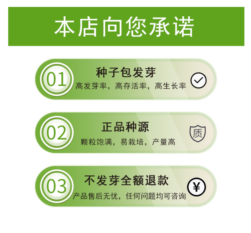 批发一级优质满天星种子园林地被绿化草花种子量大优惠