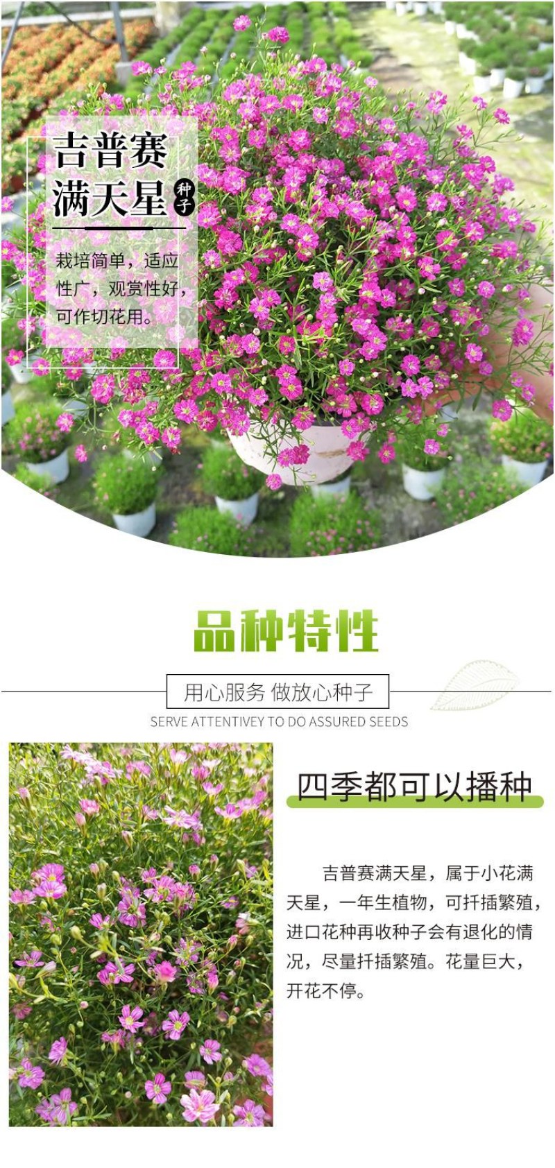 批发一级优质满天星种子园林地被绿化草花种子量大优惠
