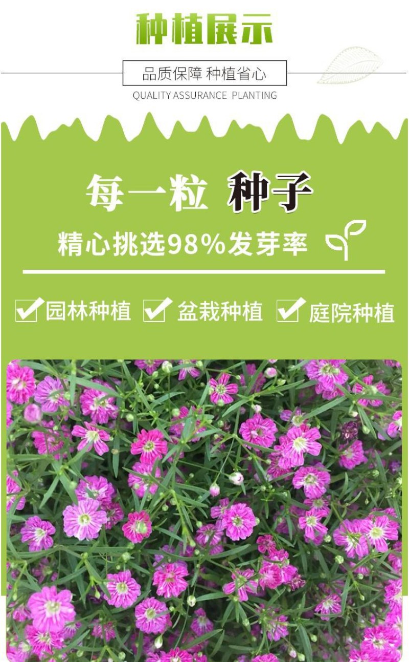 批发一级优质满天星种子园林地被绿化草花种子量大优惠