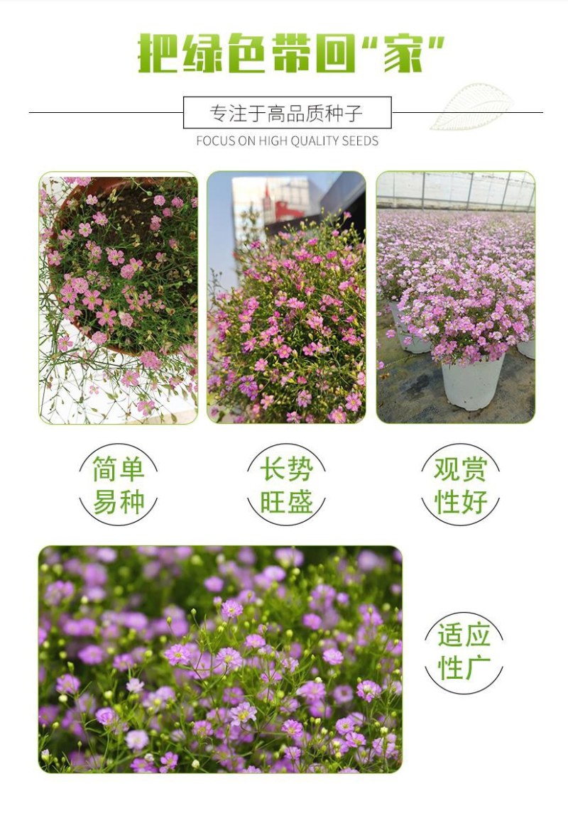 批发一级优质满天星种子园林地被绿化草花种子量大优惠