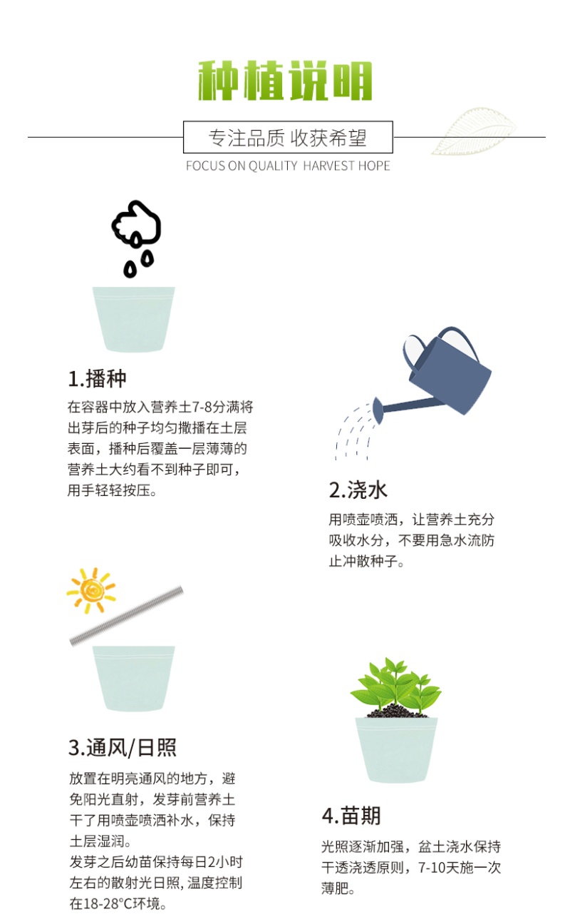 批发一级优质满天星种子园林地被绿化草花种子量大优惠