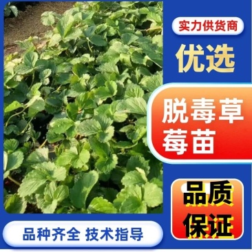 【香野草莓苗】各种品种齐全，脱毒草莓苗，质量保证欢迎联系