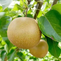 黄花梨湖北梨子翠冠产地直发保质保量量