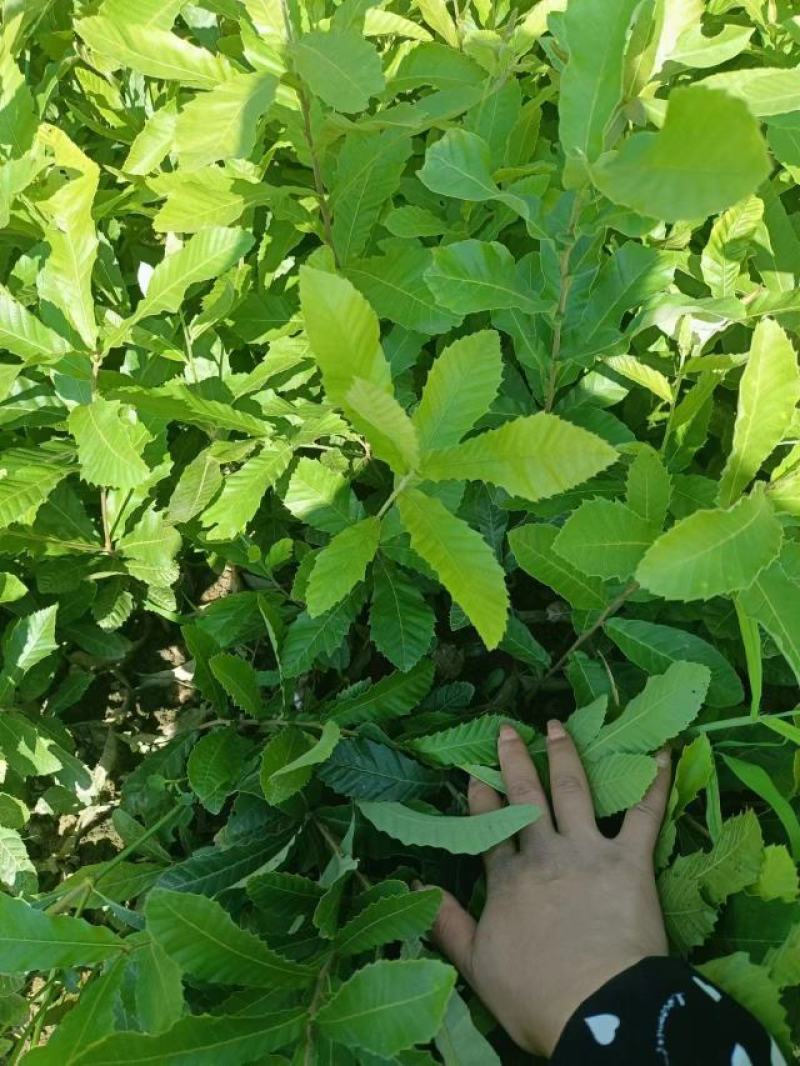 麻栎苗