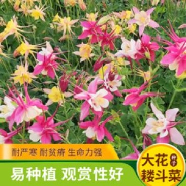 耧斗菜种子多年生花卉种子春秋易种植花期长庭院景观绿化