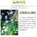 耧斗菜种子多年生花卉种子春秋易种植花期长庭院景观绿化