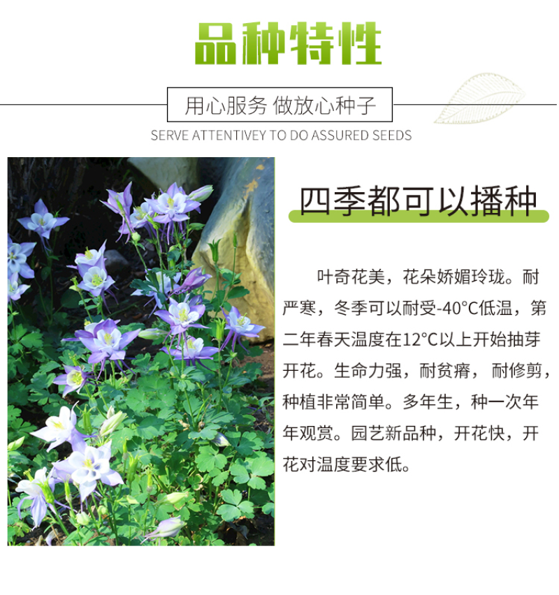耧斗菜种子多年生花卉种子春秋易种植花期长庭院景观绿化