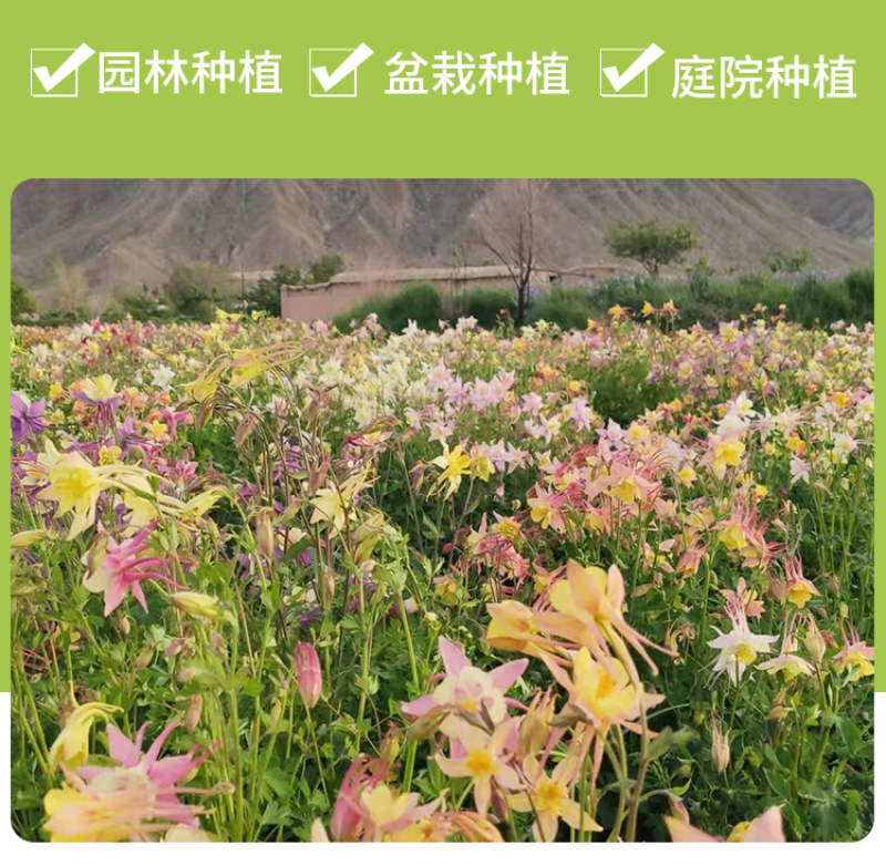 耧斗菜种子多年生花卉种子春秋易种植花期长庭院景观绿化