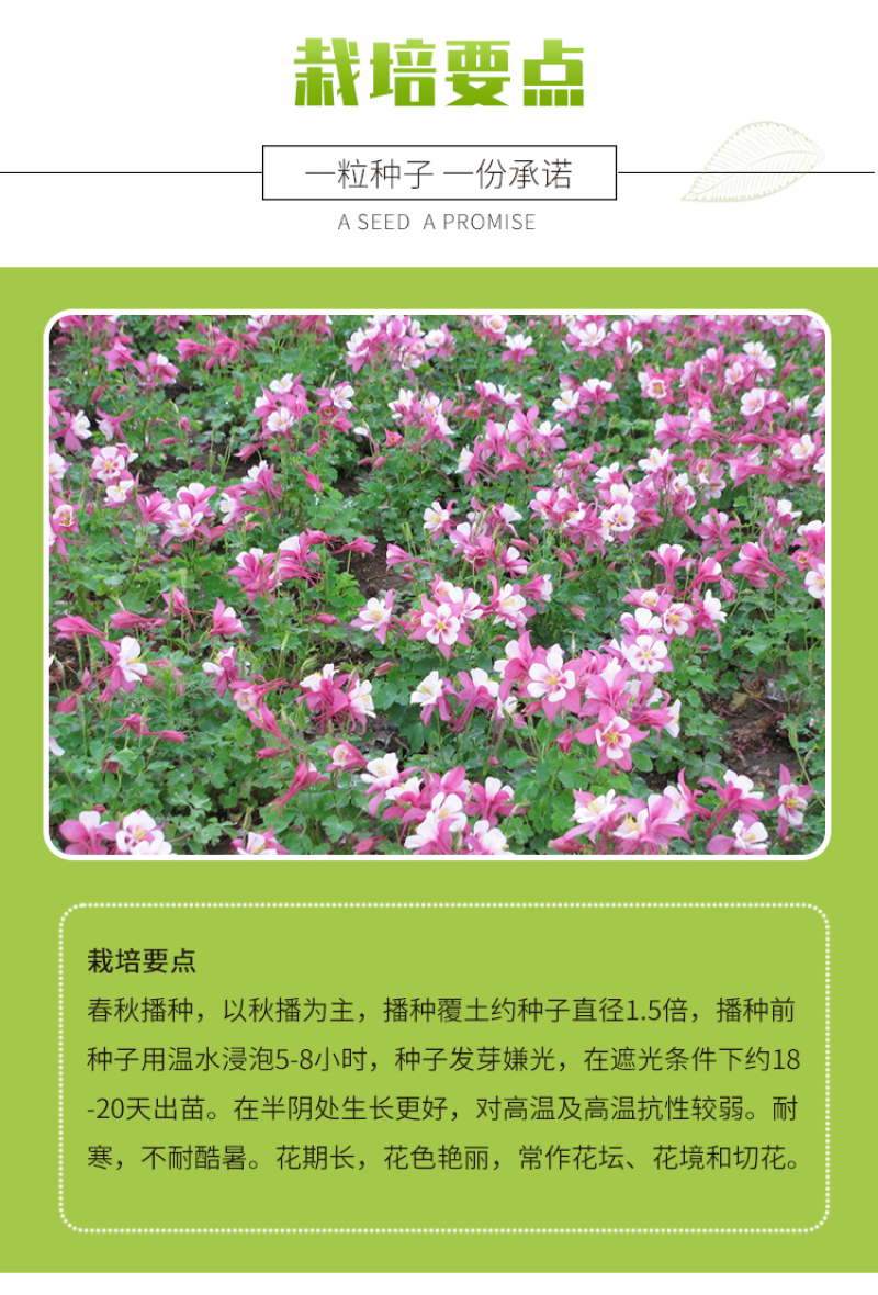 耧斗菜种子多年生花卉种子春秋易种植花期长庭院景观绿化