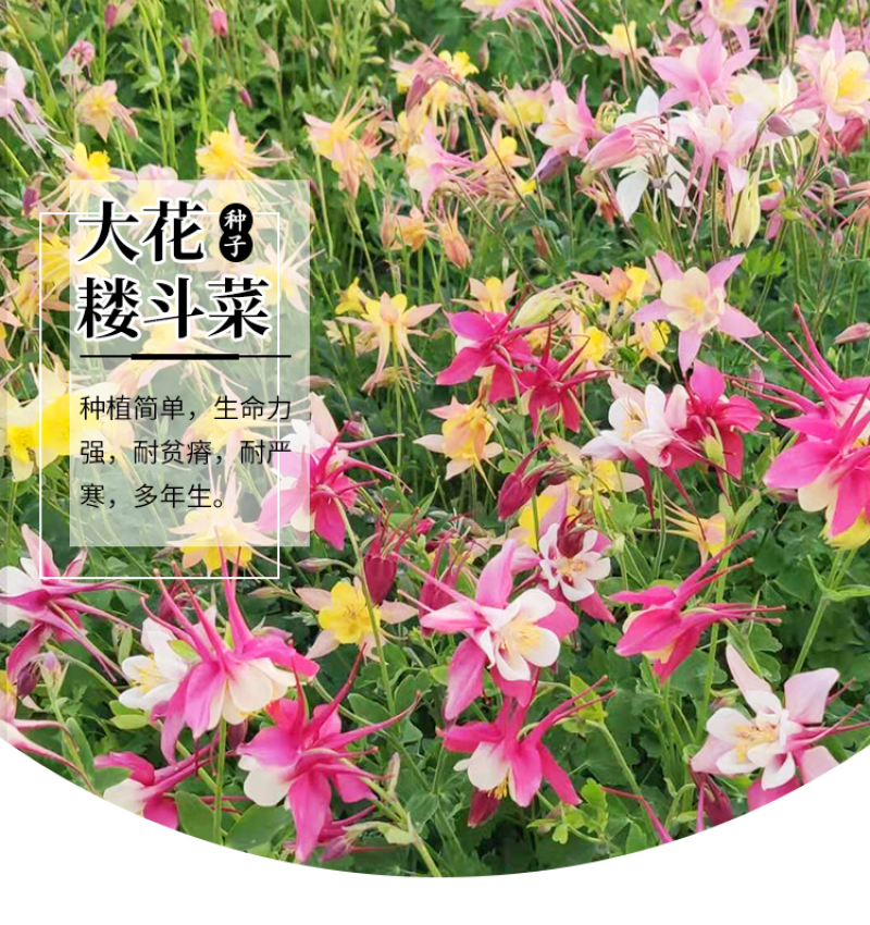 耧斗菜种子多年生花卉种子春秋易种植花期长庭院景观绿化