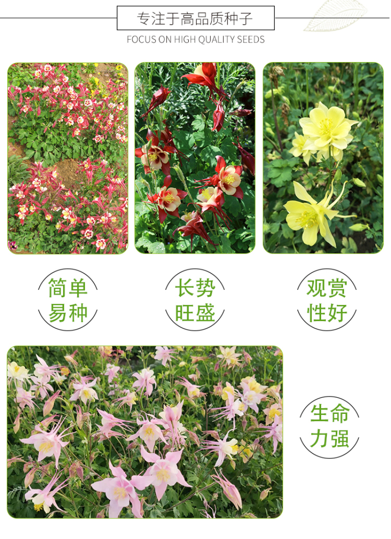 耧斗菜种子多年生花卉种子春秋易种植花期长庭院景观绿化