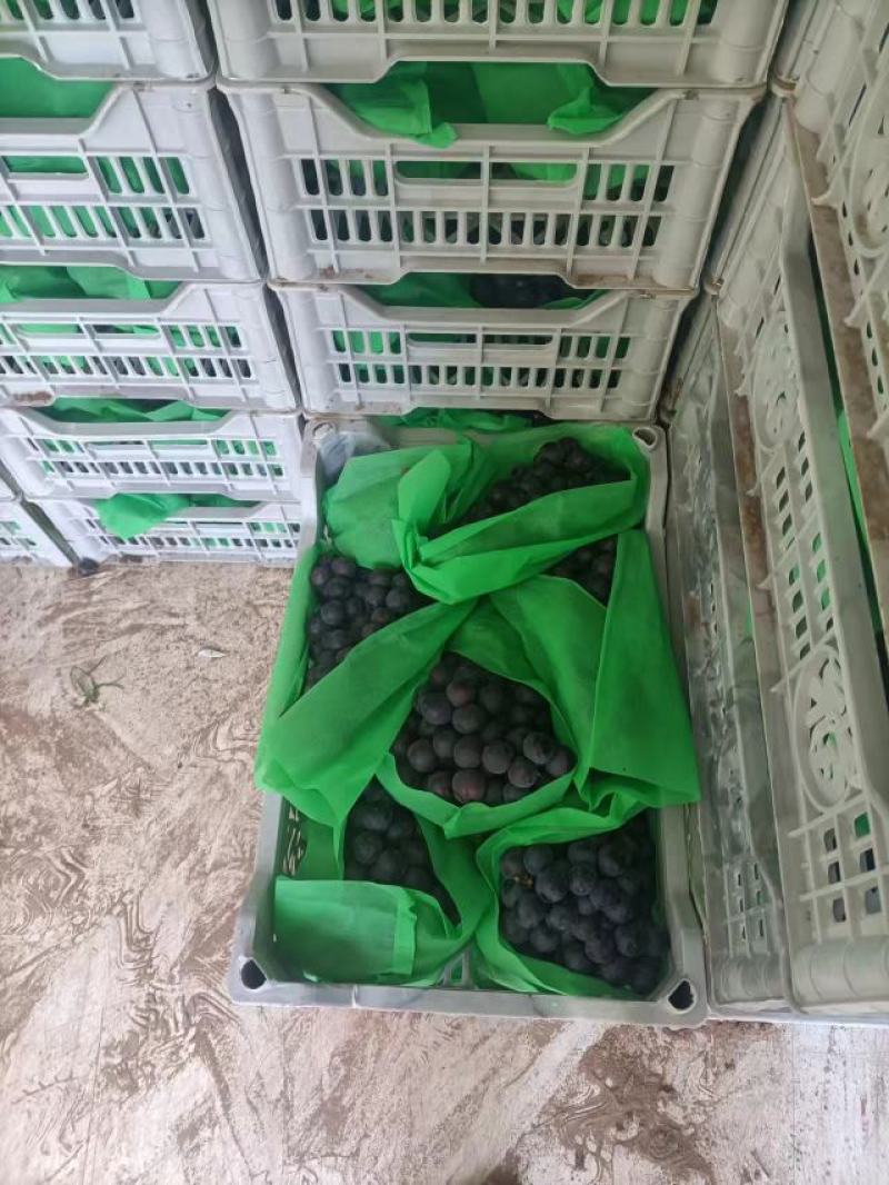 山西超甜精品.夏黑葡萄大颗粒.早夏，巨峰，青提