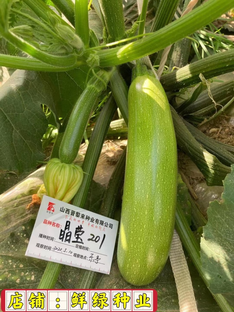 晶莹201杂交西葫芦、高抗病、耐热、翠绿油亮、丰产性好
