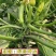 晶莹201杂交西葫芦、高抗病、耐热、翠绿油亮、丰产性好