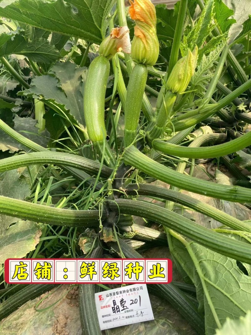 晶莹201杂交西葫芦、高抗病、耐热、翠绿油亮、丰产性好