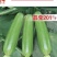 晶莹201杂交西葫芦、高抗病、耐热、翠绿油亮、丰产性好