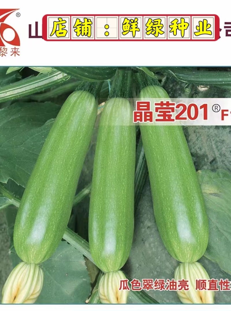 晶莹201杂交西葫芦、高抗病、耐热、翠绿油亮、丰产性好