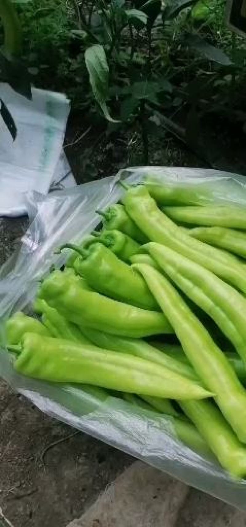 千美大果羊角椒尖椒种子抗病高产