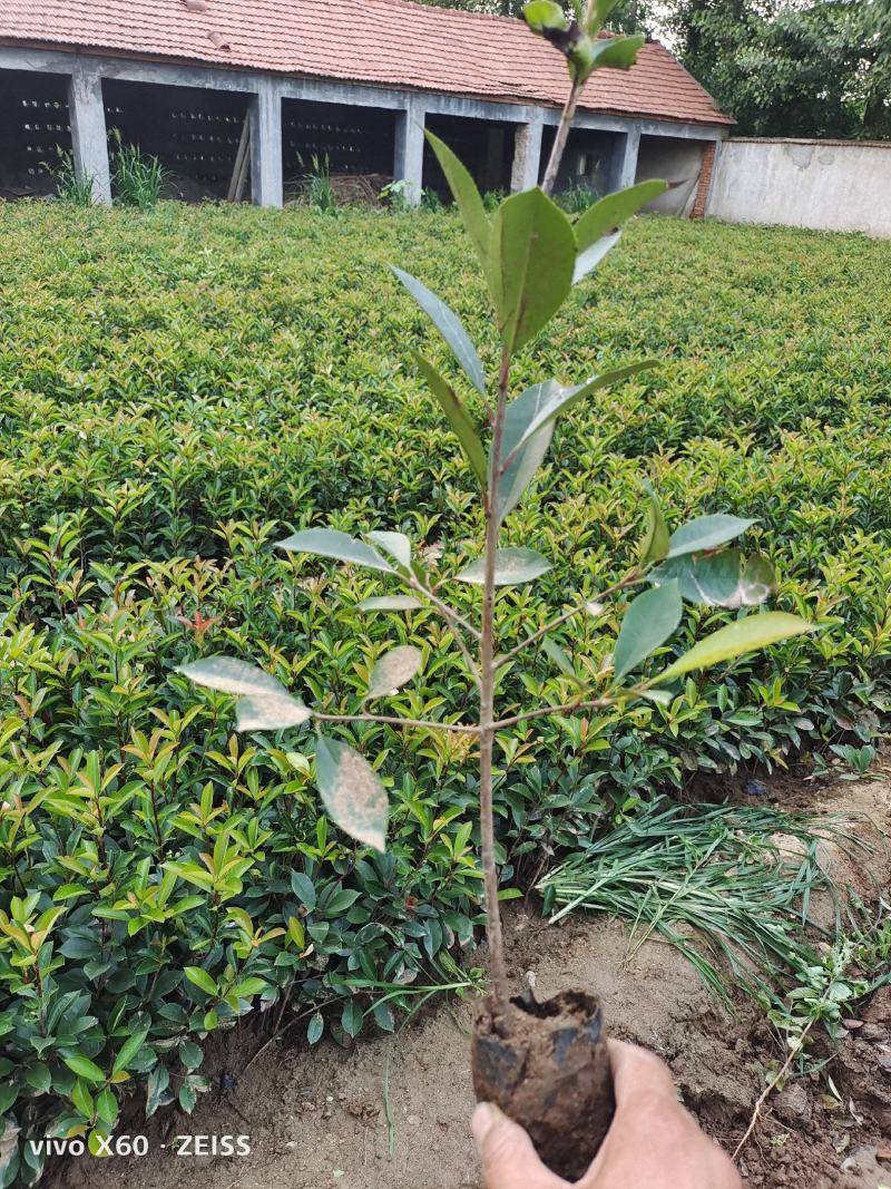 红叶石楠，有小杯的有大杯的，高度有40.50.60.70