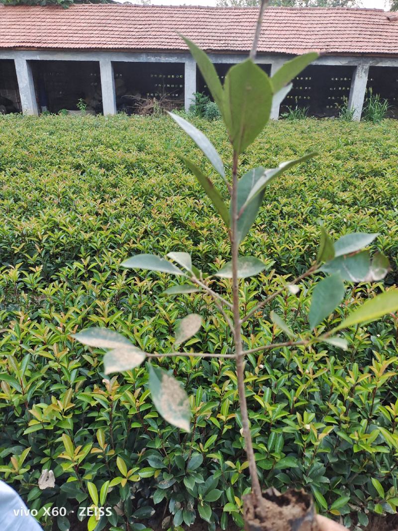 红叶石楠，有小杯的有大杯的，高度有40.50.60.70