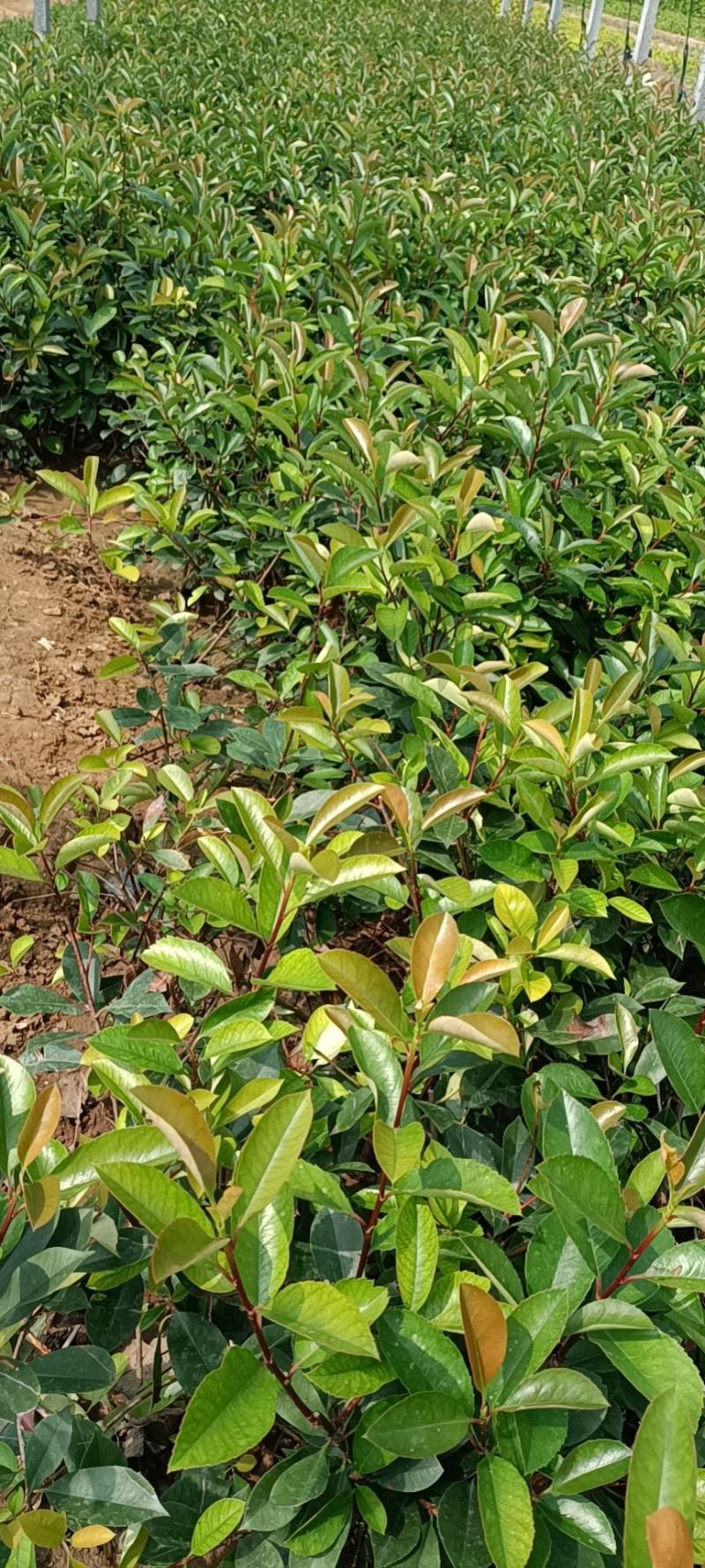 红叶石楠，有小杯的有大杯的，高度有40.50.60.70