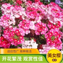 美女樱种子加拿大美女樱种子阳台庭院盆栽宿根耐寒花卉