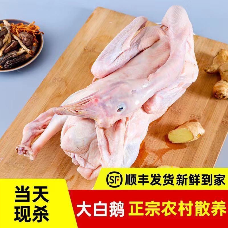 鹅农家散养大鹅整只现杀老鹅速冻大白鹅土鹅仔鹅新鲜鹅肉批发