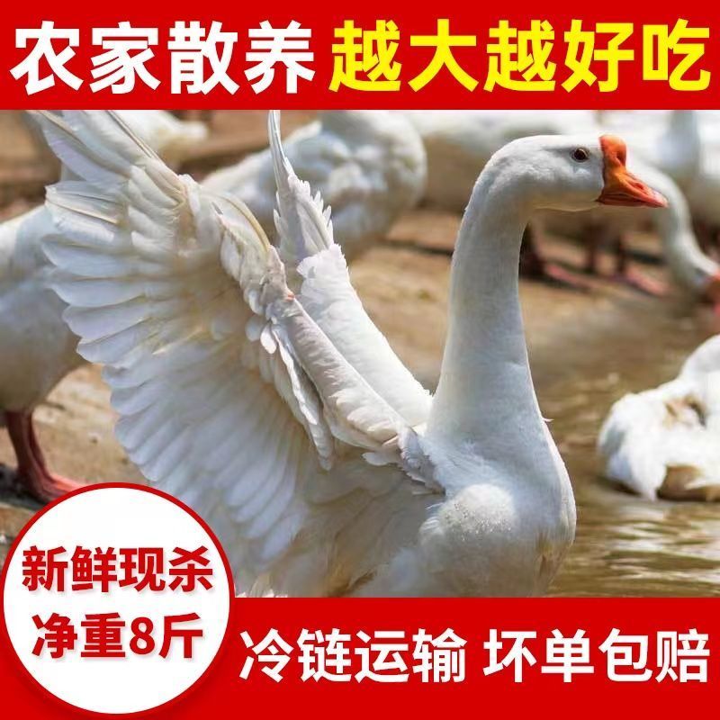 鹅农家散养大鹅整只现杀老鹅速冻大白鹅土鹅仔鹅新鲜鹅肉批发