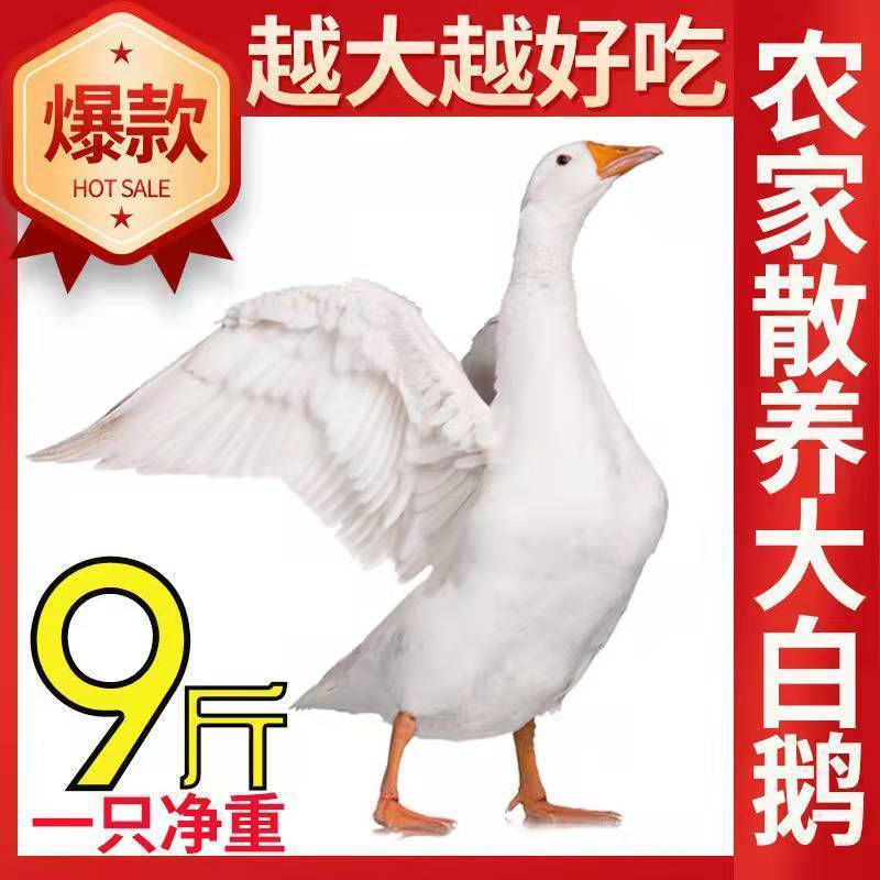 鹅农家散养大鹅整只现杀老鹅速冻大白鹅土鹅仔鹅新鲜鹅肉批发