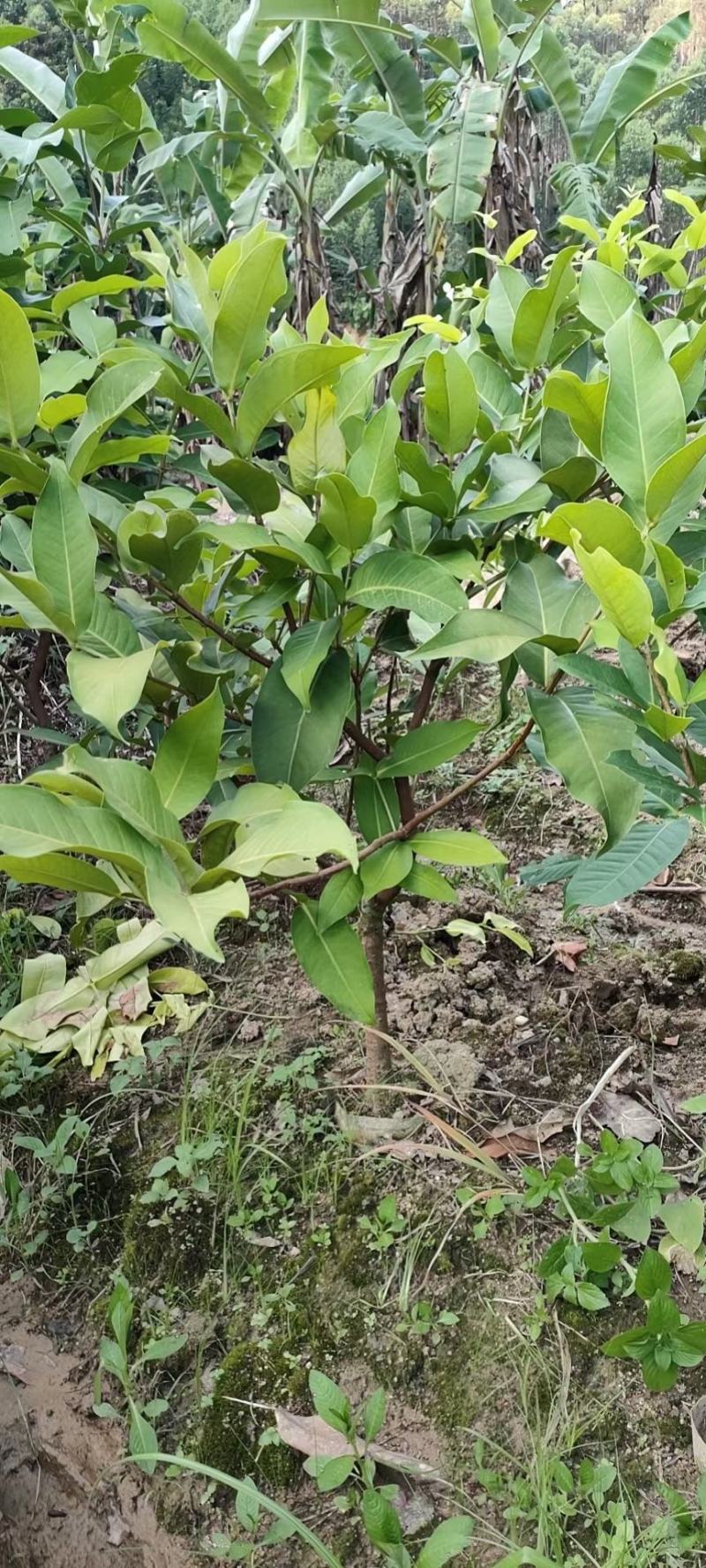 莲雾树苗嫁接黑金刚新品种水果树苗带泥南北方种植四季结果