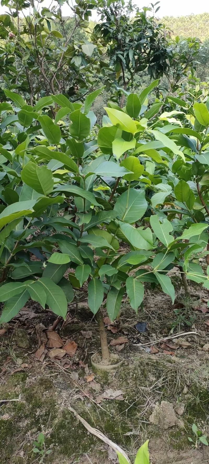 莲雾树苗嫁接黑金刚新品种水果树苗带泥南北方种植四季结果