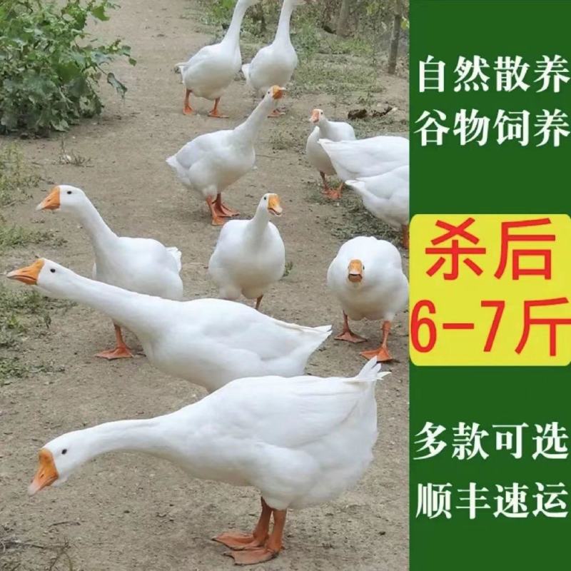 【极速发】9斤大鹅农家散养新鲜现杀冷冻鹅肉整只白条鹅雁鹅