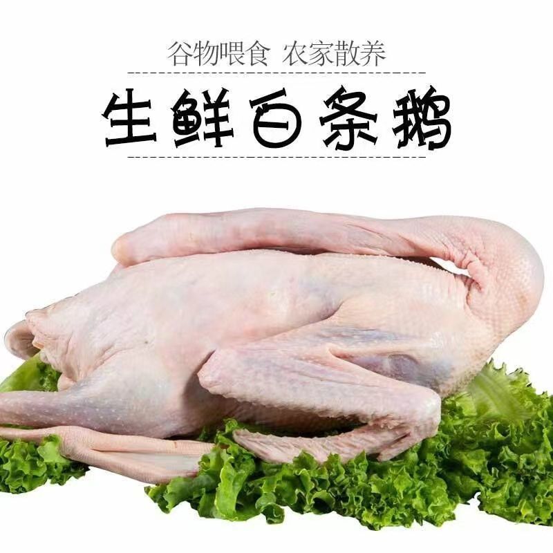 【极速发】9斤大鹅农家散养新鲜现杀冷冻鹅肉整只白条鹅雁鹅