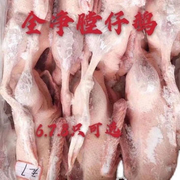 新品冷冻白条鹅仔鹅全鹅整鹅毛重40斤鹅肉5678只多规格