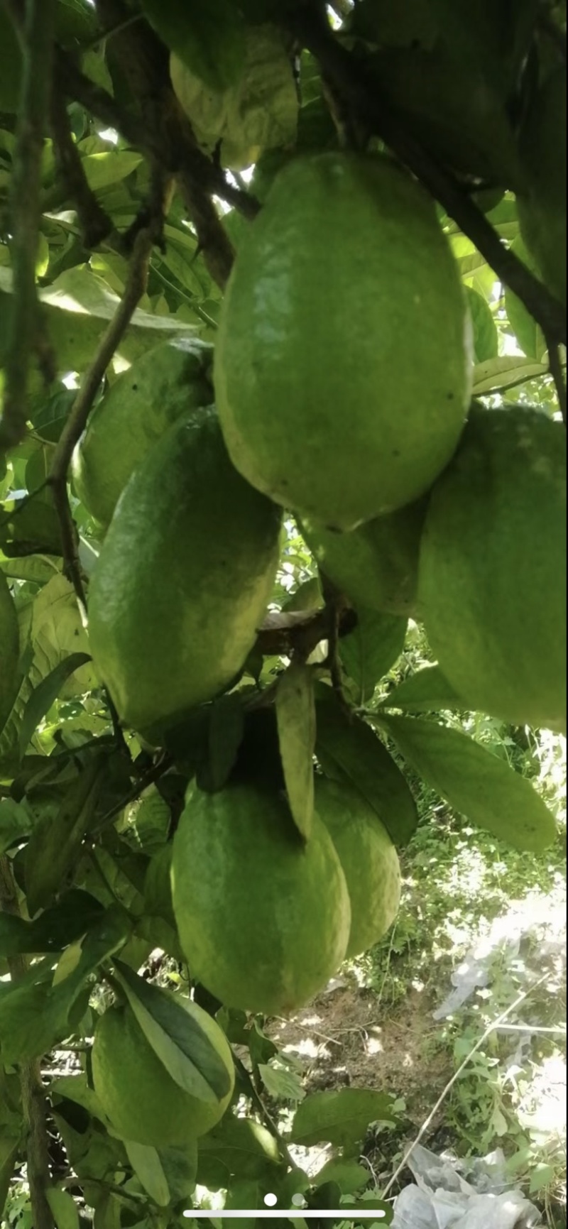 广东香水柠檬