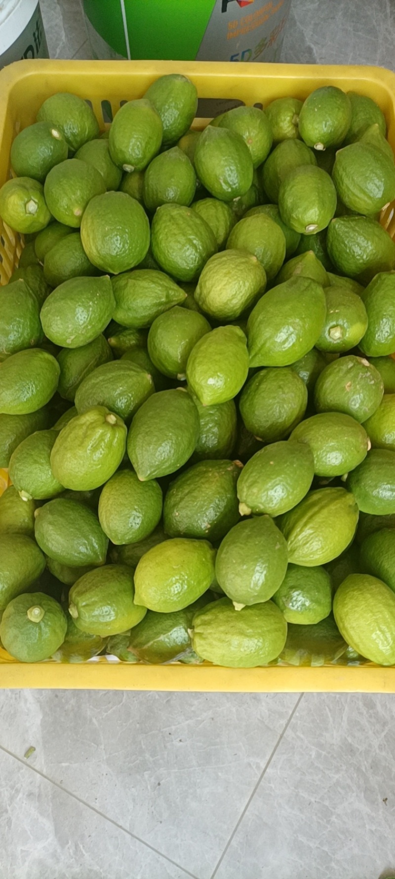 广东香水柠檬