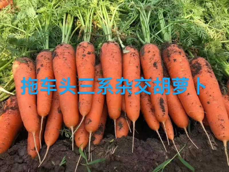 至尊909胡萝卜种子杂交品种春秋两用品种种子