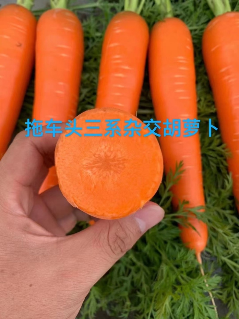 至尊909胡萝卜种子杂交品种春秋两用品种种子