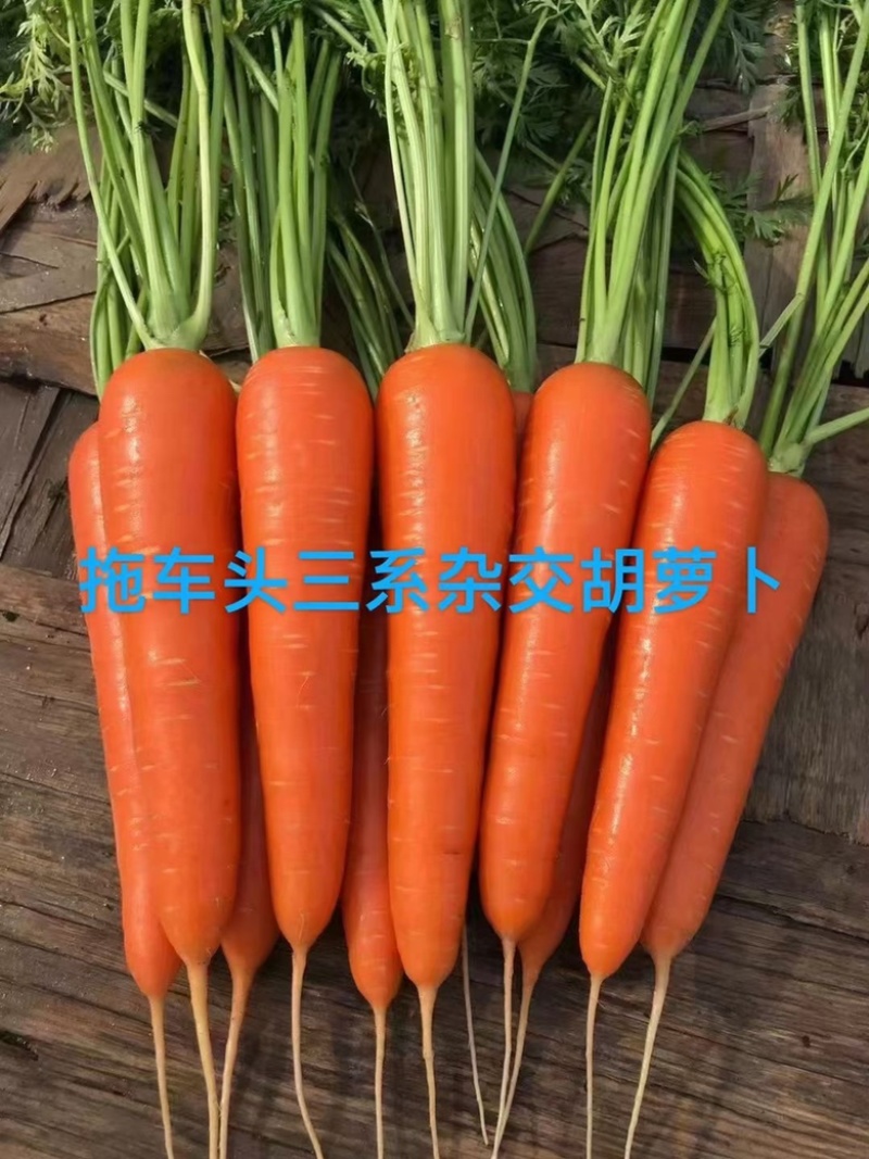 至尊909胡萝卜种子杂交品种春秋两用品种种子