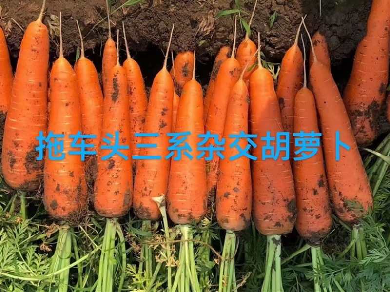至尊909胡萝卜种子杂交品种春秋两用品种种子
