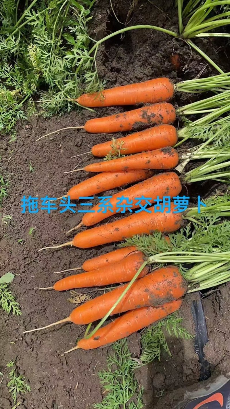 至尊909胡萝卜种子杂交品种春秋两用品种种子