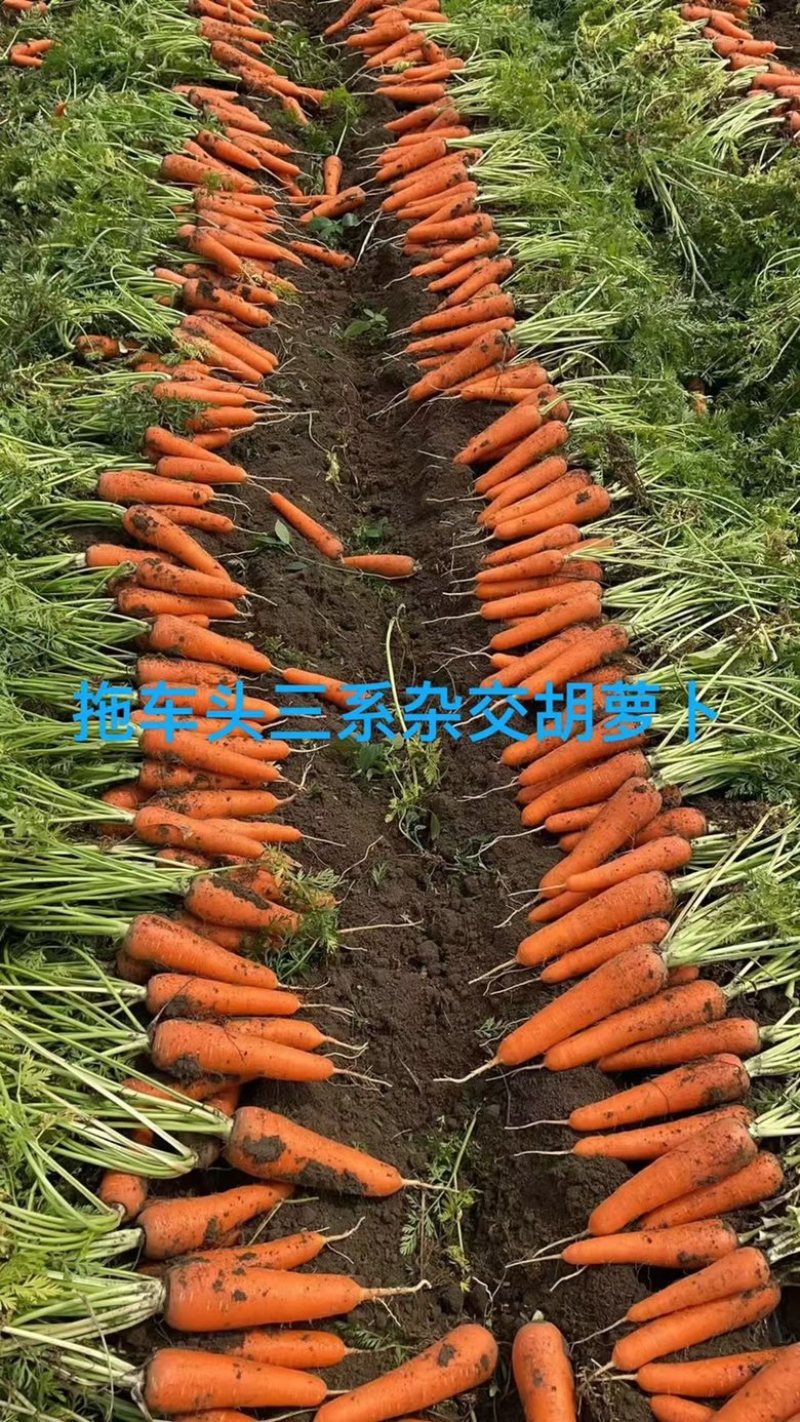 至尊909胡萝卜种子杂交品种春秋两用品种种子
