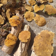 川西高原桑黄