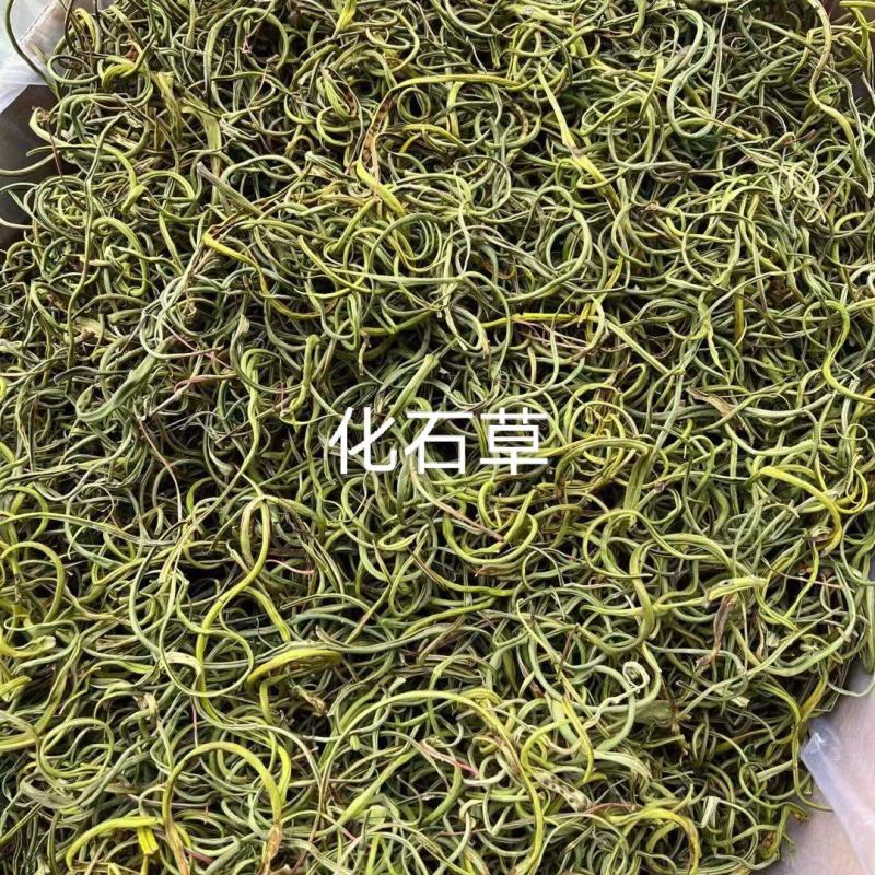 川西高原化石草，夜明砂，桑黄，红雪茶