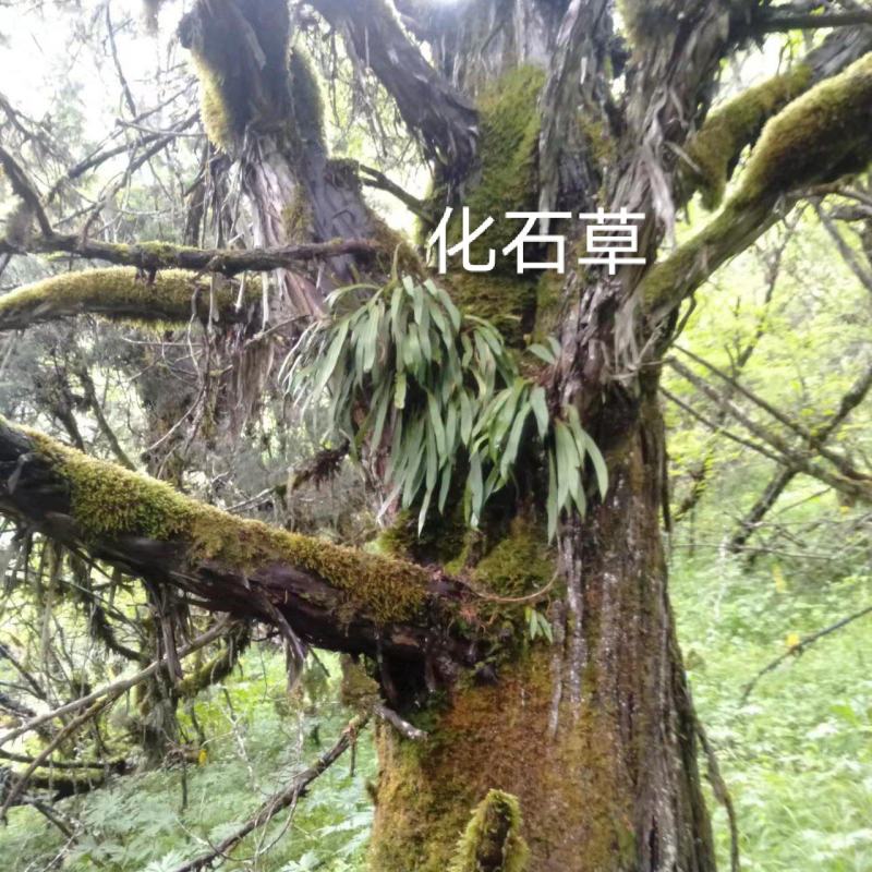 川西高原化石草，夜明砂，桑黄，红雪茶
