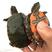 西锦龟西部锦龟宠物龟半水龟外塘冷水养殖，摆摊花鸟
