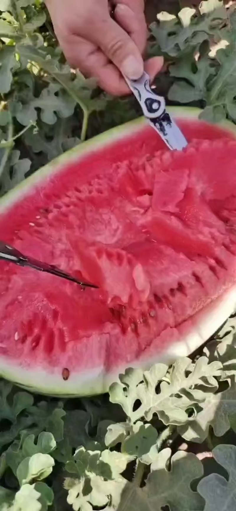 西瓜硒砂瓜石头瓜产地大量供应支持打款发货