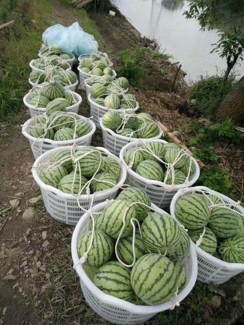 西瓜硒砂瓜石头瓜产地大量供应支持打款发货